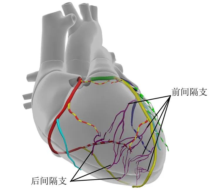 "绿宝书"丨冠状动脉主支与分支解剖,一文速览