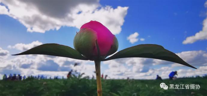 五月的鲜花，开遍龙江大地