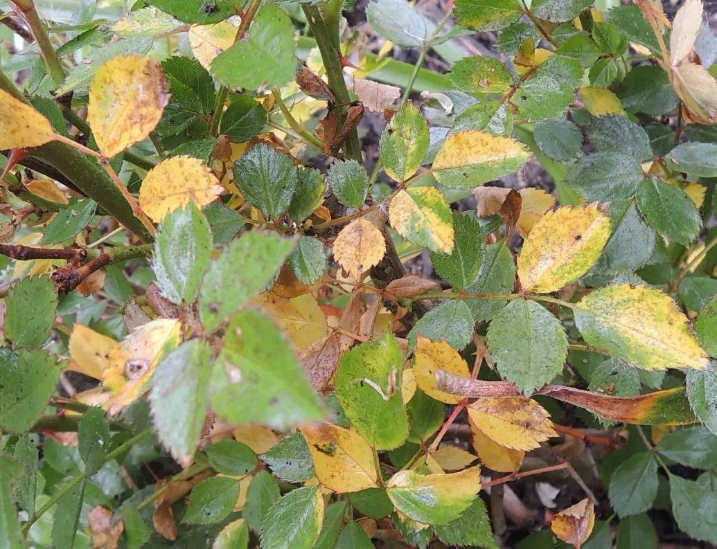 防治月季花叶子发黄,这几个常见的原因都要了解清楚