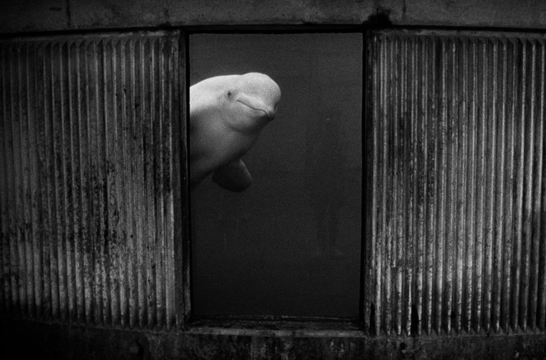 那些因人类的迷信娱乐贪婪，给野生动物带来的苦难