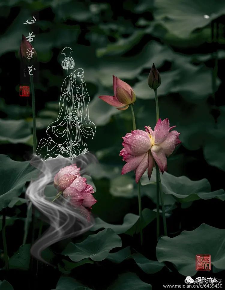 荷花属睡莲科,是莲属二种植物的通称.又名莲花,水芙蓉等.