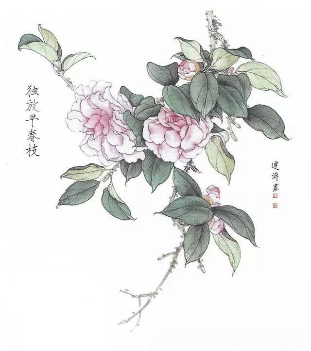 书画鉴赏丨工笔画茶花画法及茶花白描画谱