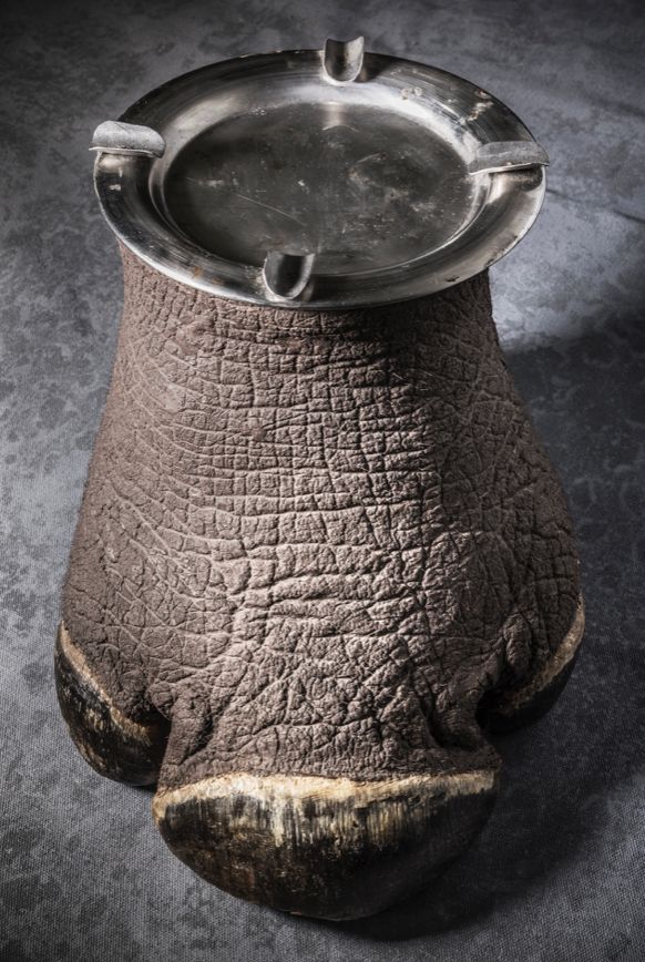 那些因人类的迷信娱乐贪婪，给野生动物带来的苦难