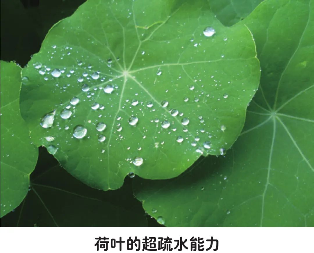 德国的两个科学家用扫描电子显微镜观察了荷叶表面的微观结构,认为"自