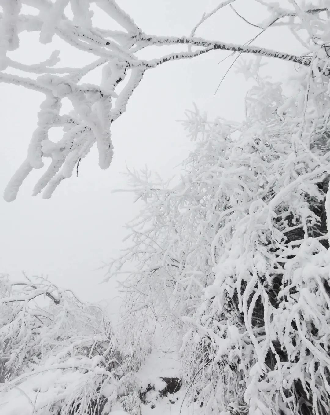 成都边上的这座小城,耍雪泡温泉看野猴!2h就跑