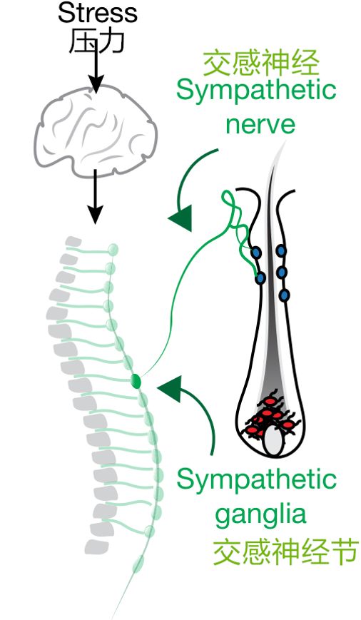 伍子胥为何一夜白头？科学家从老鼠那得到了答案