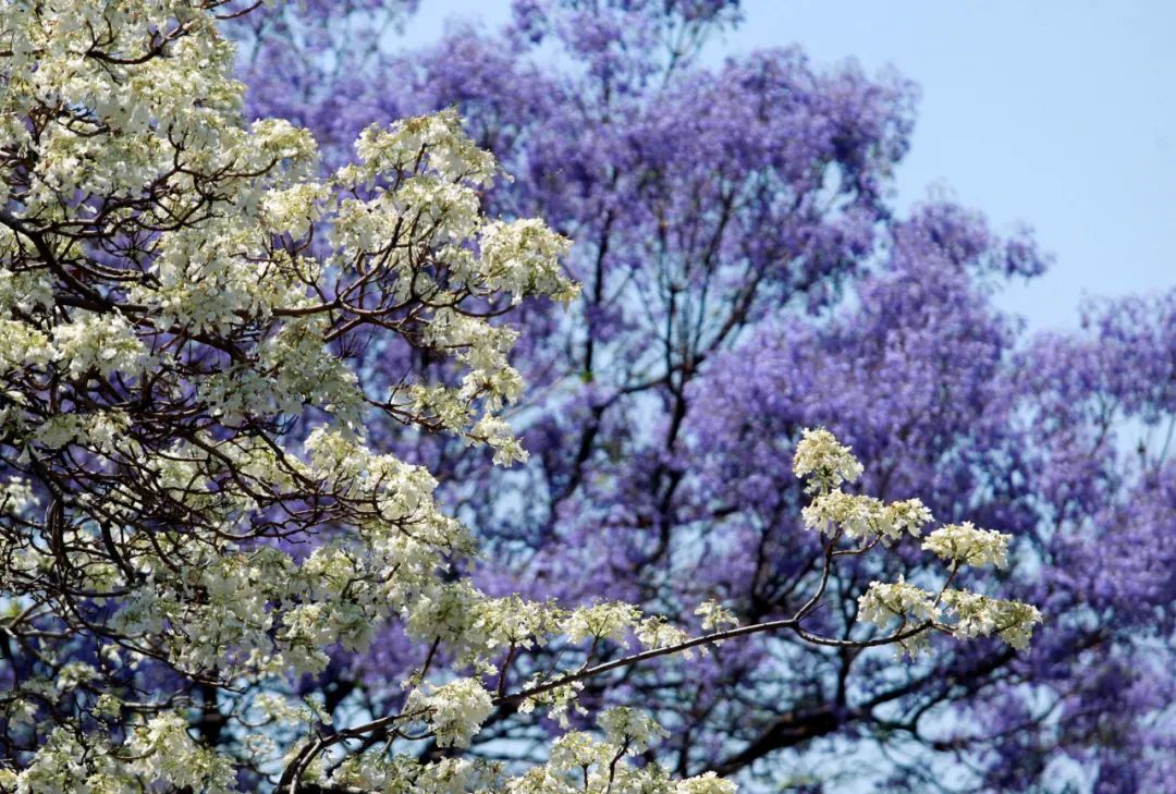 CNN评出世界最美街道,名列榜首的就在大中国