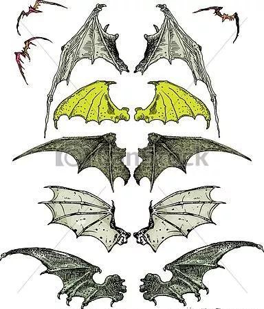 【cg原画插画教程】蝙蝠翅膀的各种绘画表现