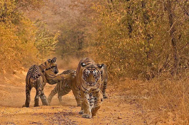 印度夫妻买下140000㎡荒地，倾家荡产就为了活命