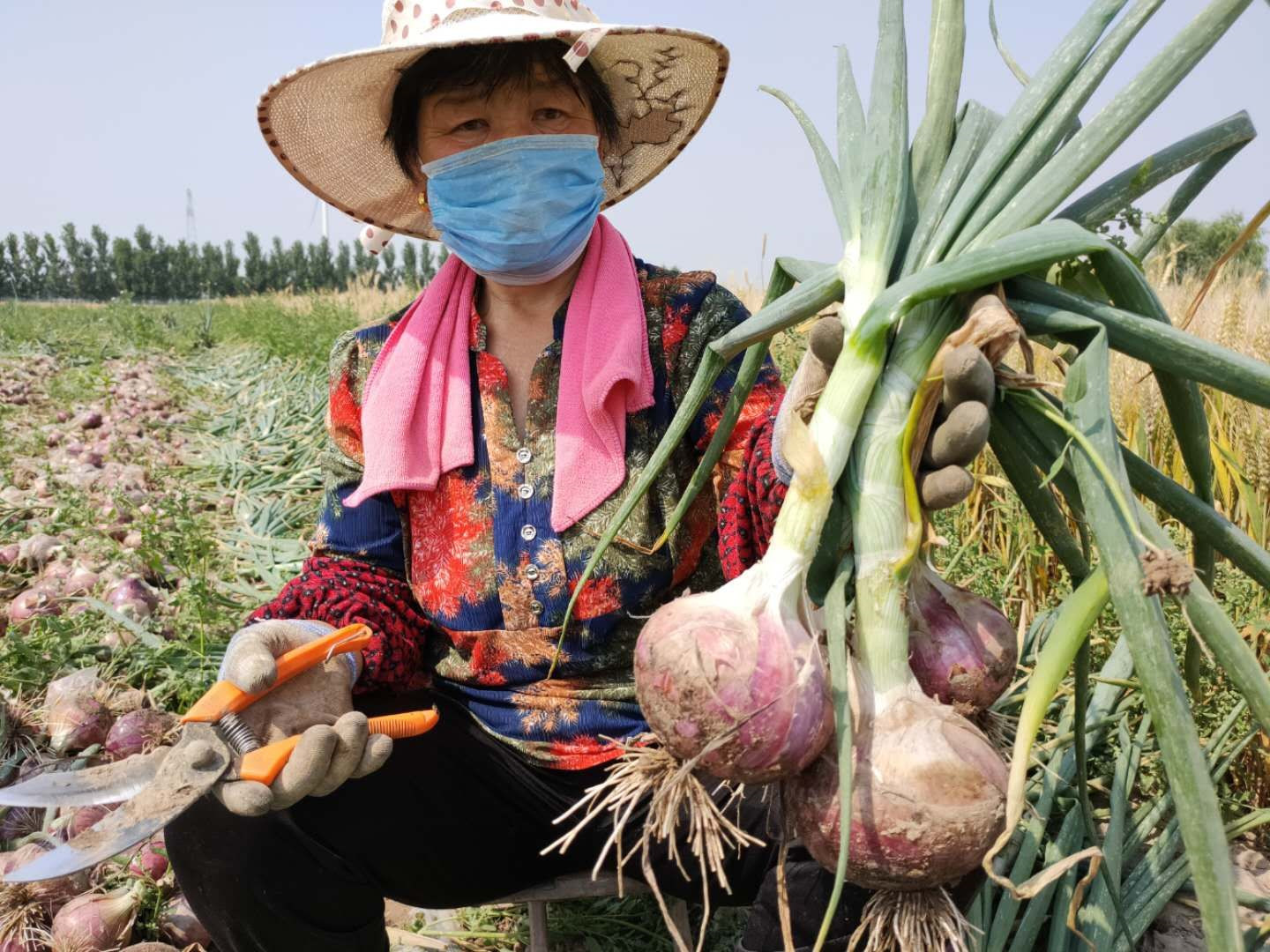 洋葱大丰收,遍地都是却没人要,7旬老人田间哽咽求帮忙