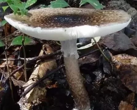 河北人误食野生毒蘑菇事件频发这些误区要认清