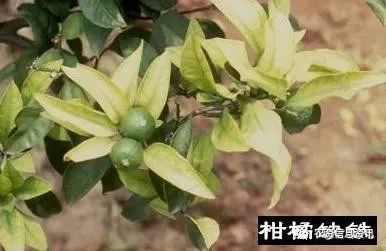 九,柑橘缺铜