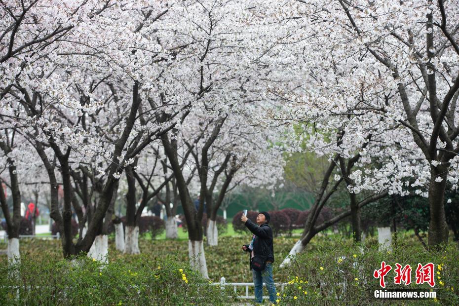 江苏南京玄武湖樱花盛开美景醉人