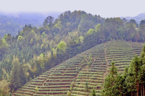 广东春茶开采，仁化白毛茶上新（最新发布）