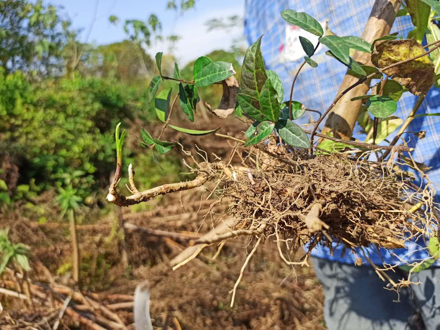 老人撬出一棵带根的加拿大一枝黄花,可见其根状茎末端已经长出新的