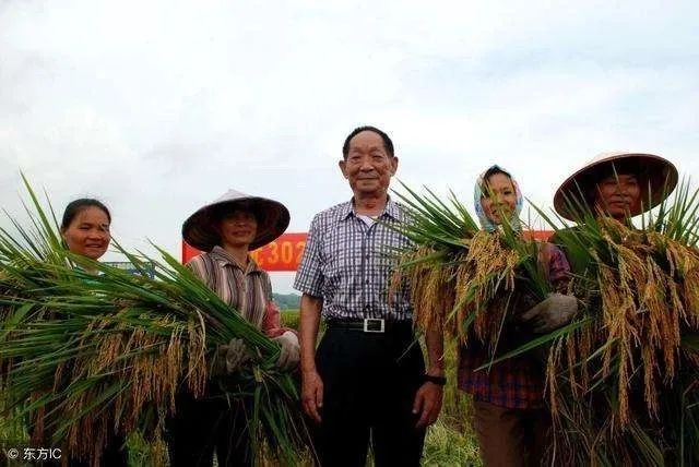 喂饱了中国人的袁隆平感谢你给我们带来的好日子