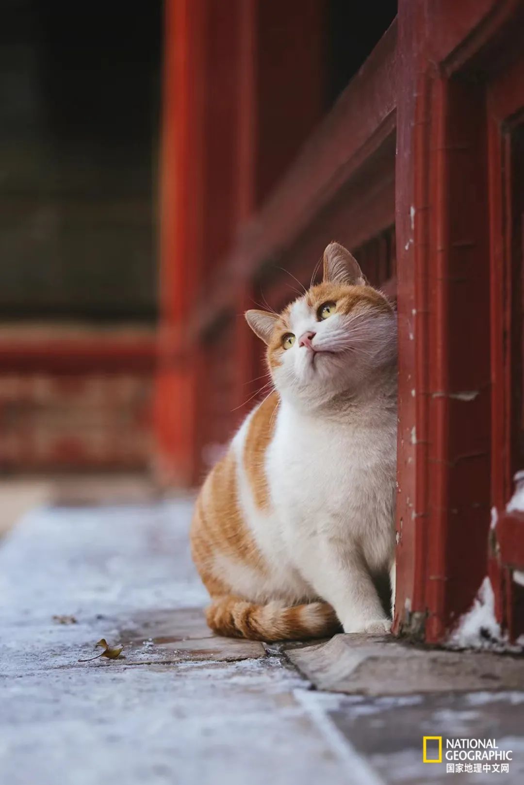 故宫的猫比雪好看太多了
