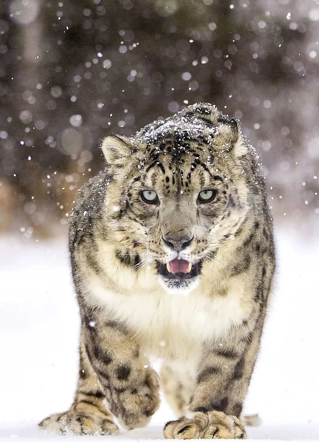 这只"猫"有点故事:千万年雪豹传奇_凤凰网