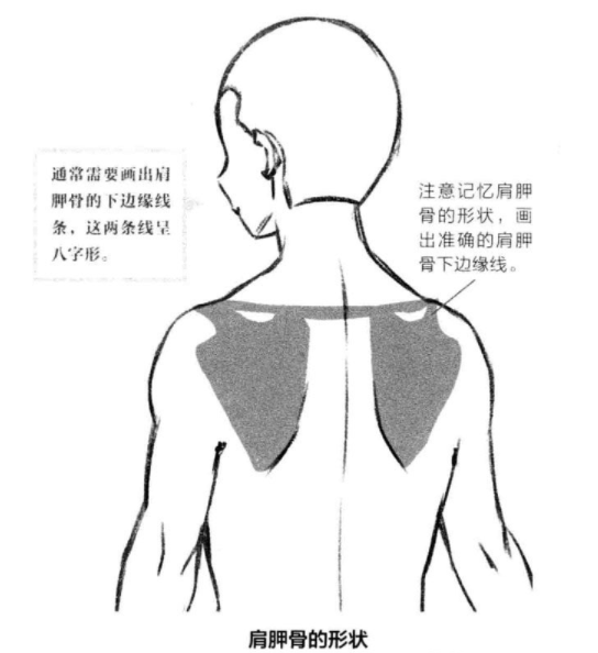 在绘制的时候要注意,当动漫人物的当手臂抬起的时,肩胛骨也会随着发生