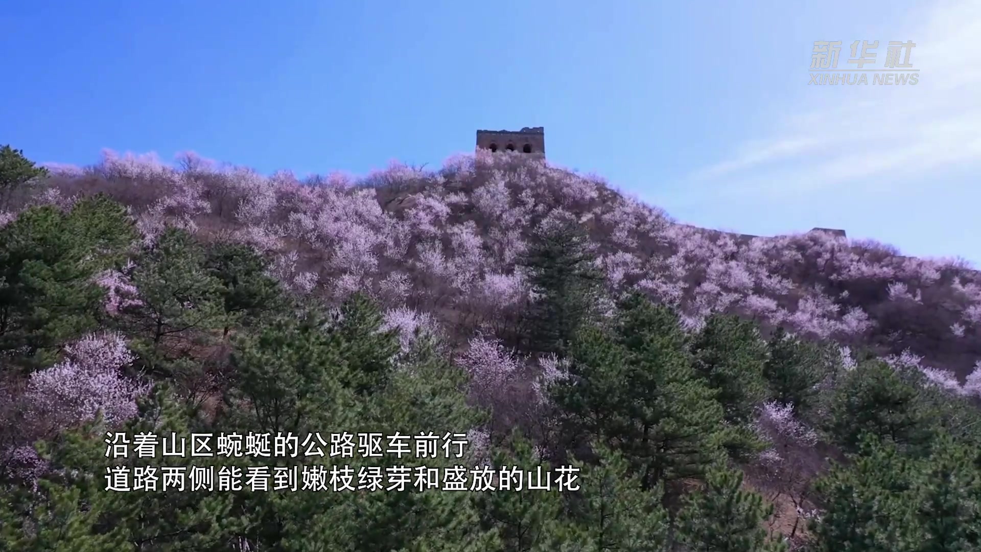 满山春色惹人醉 北京春日山花烂漫