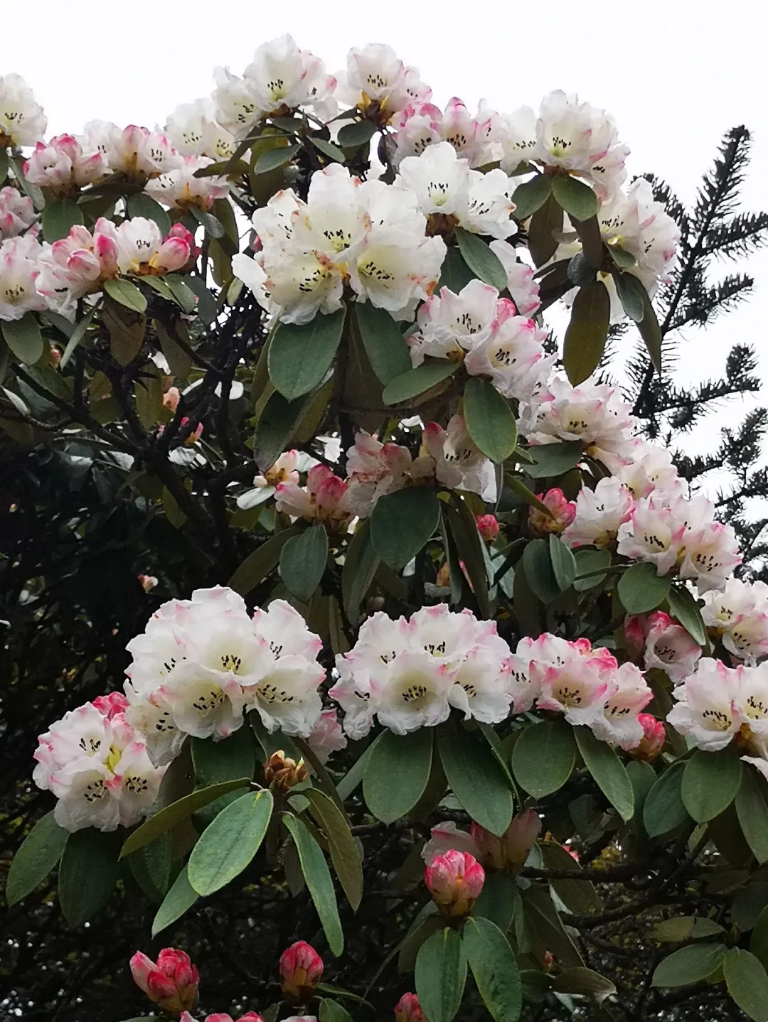 当金顶杜鹃开花时 悬崖畔,山路旁的娇俏身影 与庄严佛像,壮阔云海
