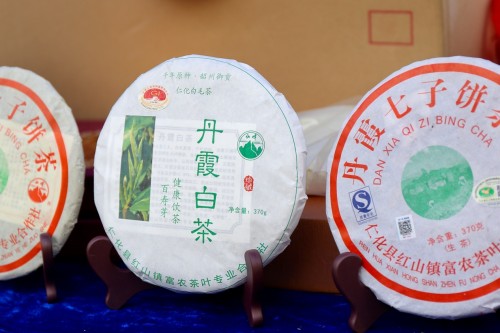 广东春茶开采，仁化白毛茶上新（最新发布）
