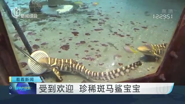 受到欢迎 珍稀斑马鲨宝宝