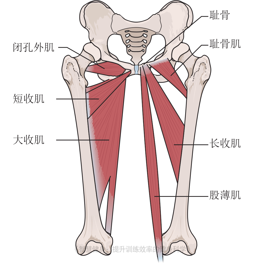 内收肌:短收肌,长收肌,大收肌伸展髋关节,当脚着地是伸展膝关节,控制