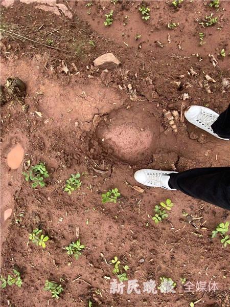 图说:大象脚印.李一能 摄