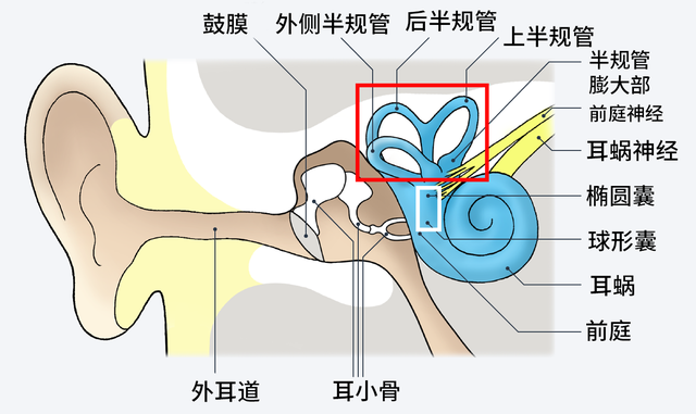 简单从原理上来说,耳前庭的内部拥有三对能够感受角加(减)速度的