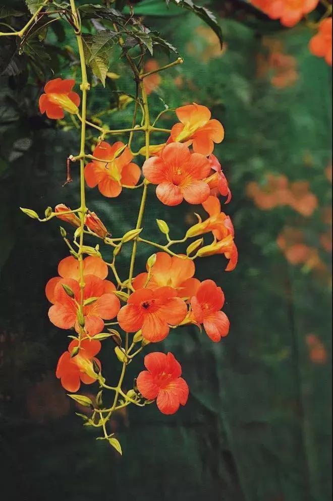 凌霄花