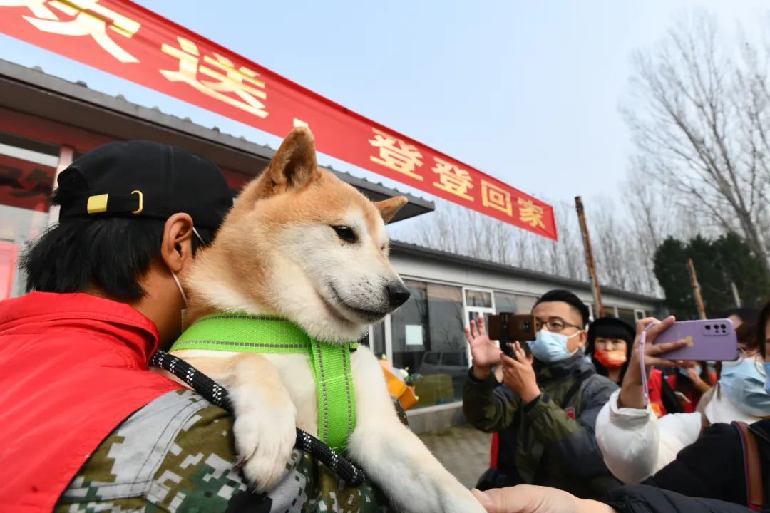 消失的主人拍卖的16万一只网红柴犬被遗弃的半生