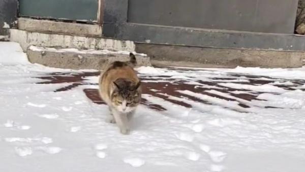 一步一脚印,猫咪行走雪地的"护爪秘籍"