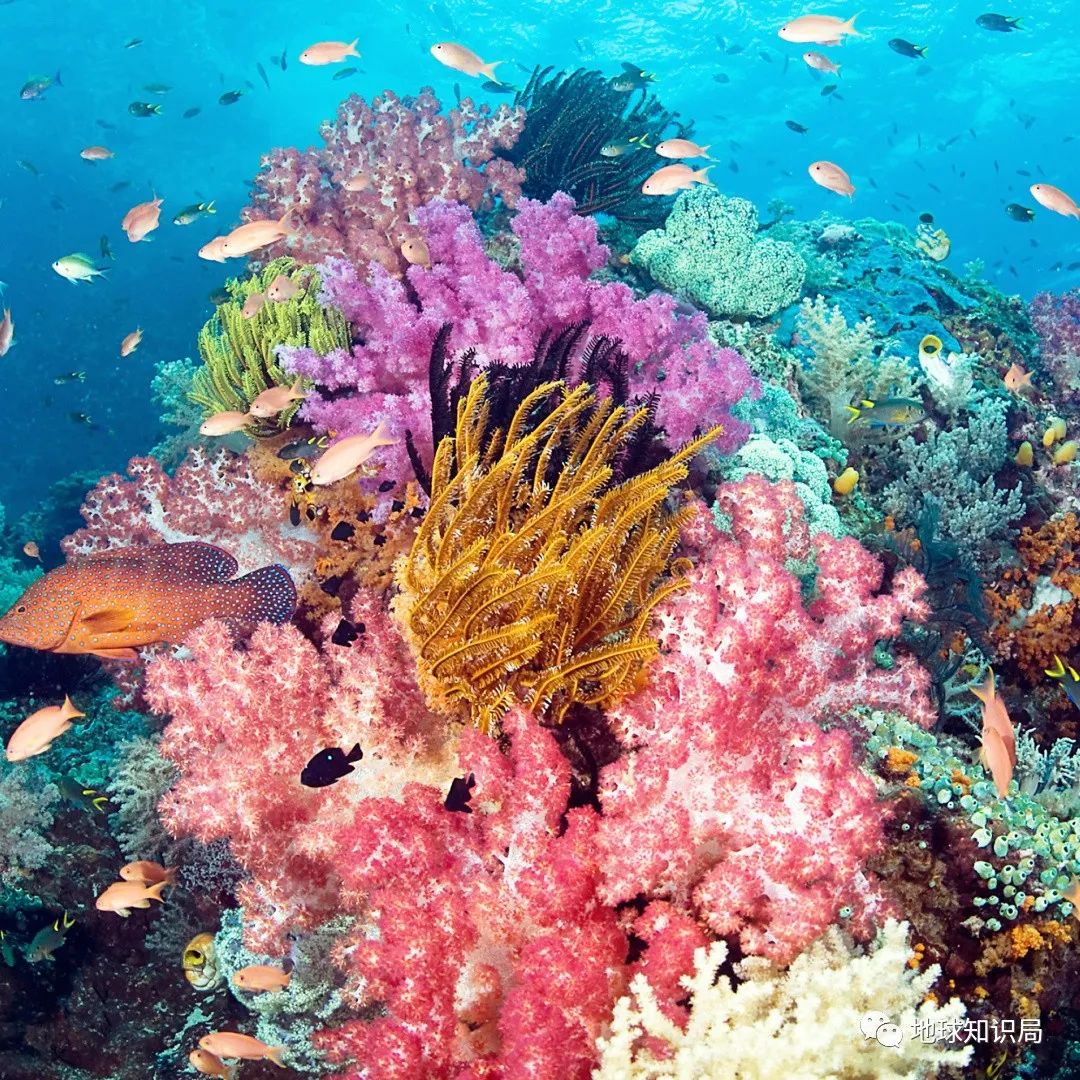 太平洋岛国旅行资源的优势越来越明显,斐济成为其中最有代表性的国家