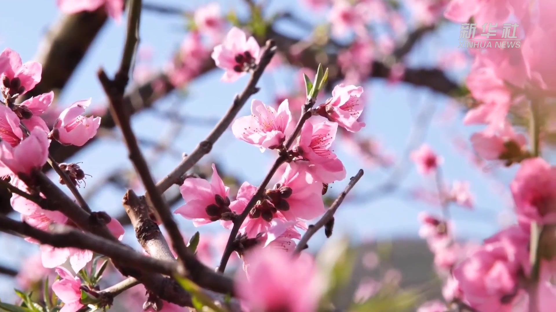 云南蒙自:桃花绽放春潮涌