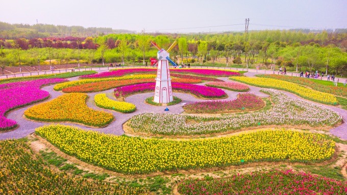 安徽宿州植物园,各色郁金香竞相开放,高处俯览,景色如画