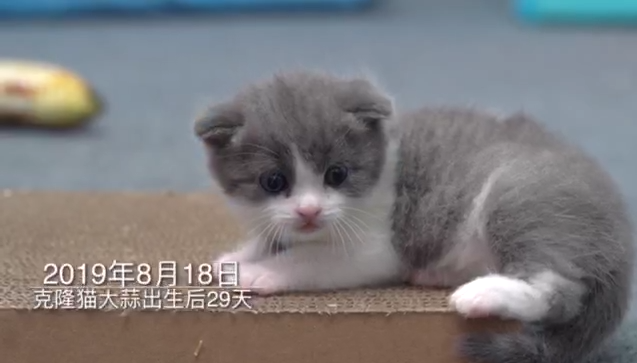 克隆猫克隆犬是否有记忆?希诺谷宠物克隆生物科技权威