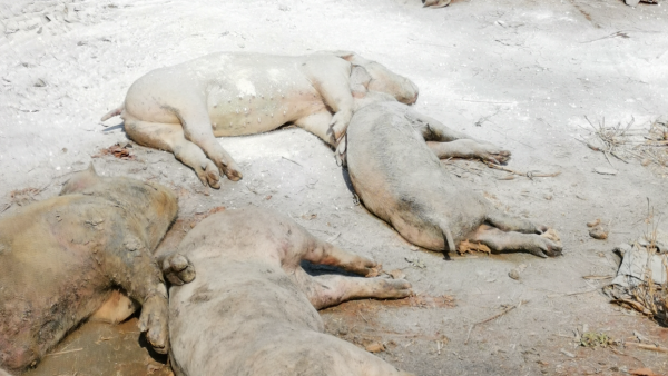 景德镇一养猪场大批死猪致污染,村民称整改一个月未解决