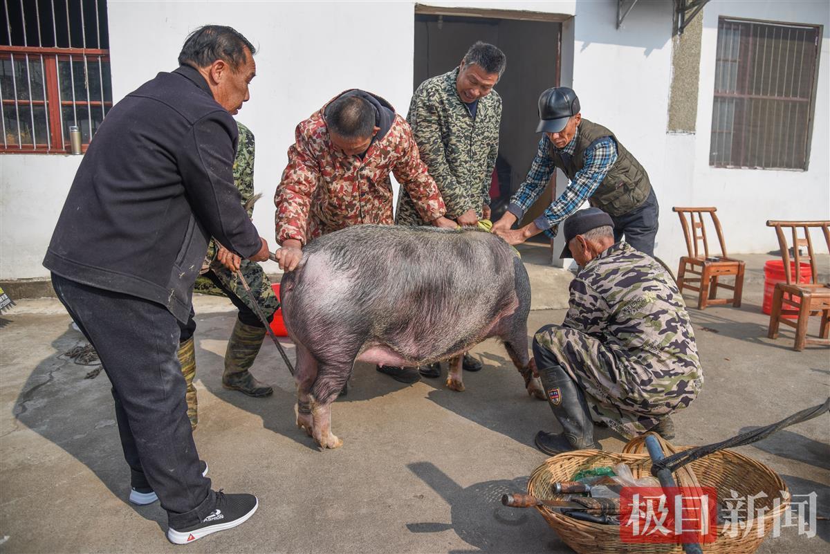 荆州古稀杀猪佬张放桂半个多世纪杀年猪见证民俗变迁和百姓生活变化