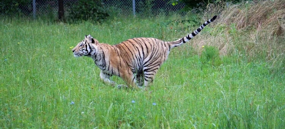 一只宠物虎逃离后,在休斯敦被发现,现在进入动物保护