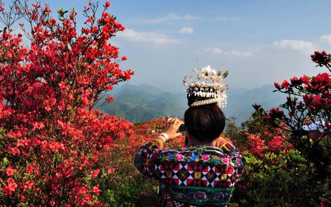 四月赏花期进入尾声,丹寨杜鹃花海却盛开得正热烈!