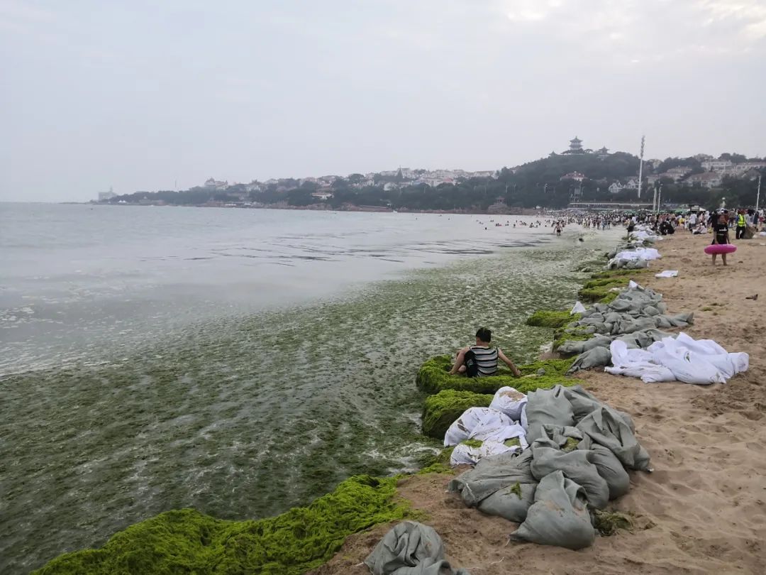 在青岛第一海水浴场,岸边漂浮着大量浒苔.摄影/本刊记者 周群峰