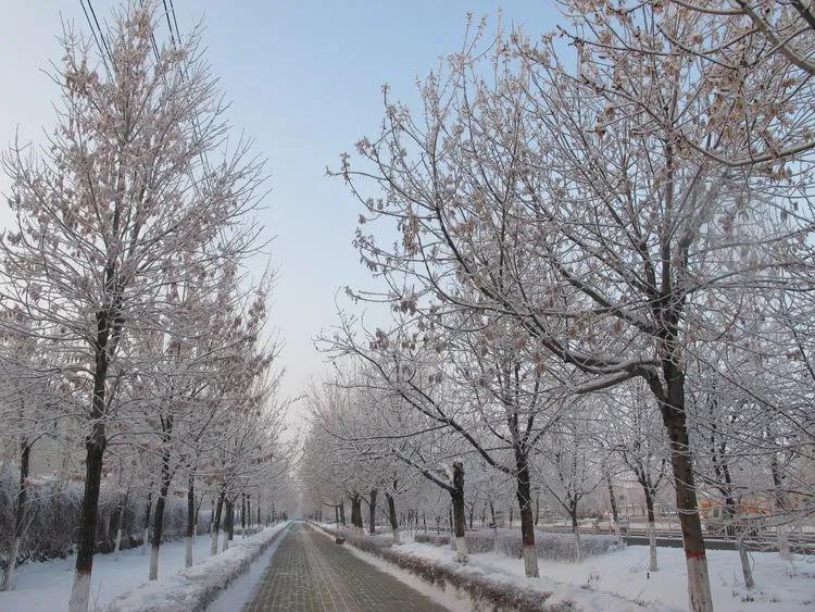 冬季到伊宁看雪树