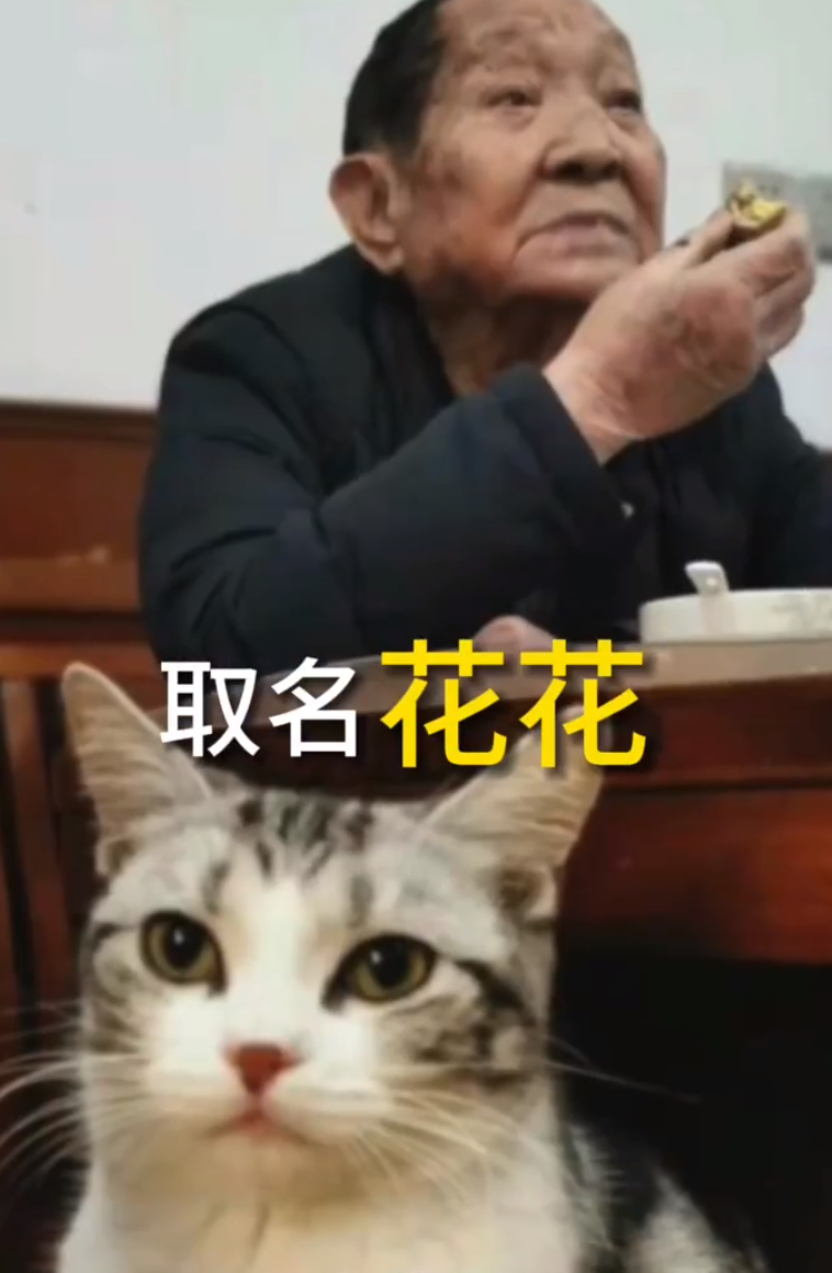 泪目袁隆平爷爷的猫还在等着他回家