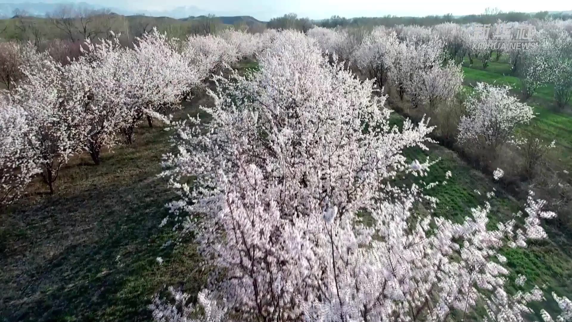 新疆伊犁河谷:杏花进入盛花期