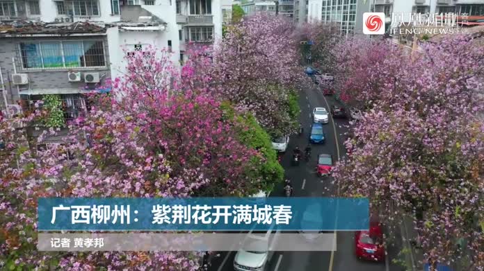 广西柳州:紫荆花开满城春