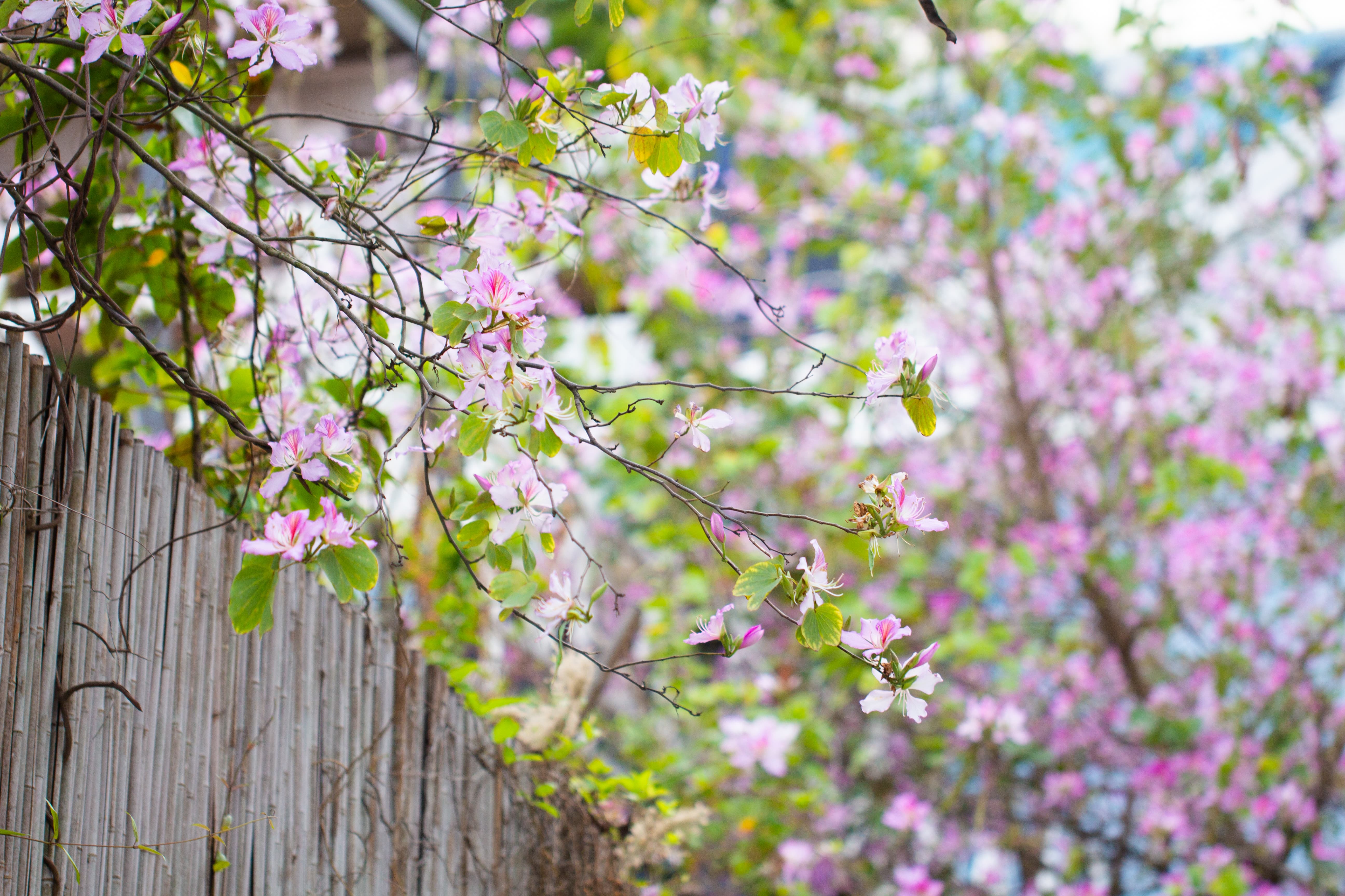有一种唯美意境,叫竹篱笆外的紫荆花,简直越看越美!