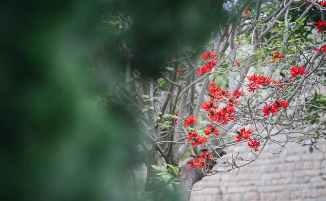 采一枝刺桐花做一场东方梦