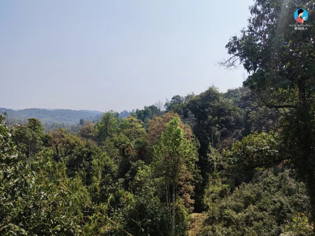 茶山图集|巡游老班章茶王地,怎样的环境才能缔造出如此霸道的茶韵?