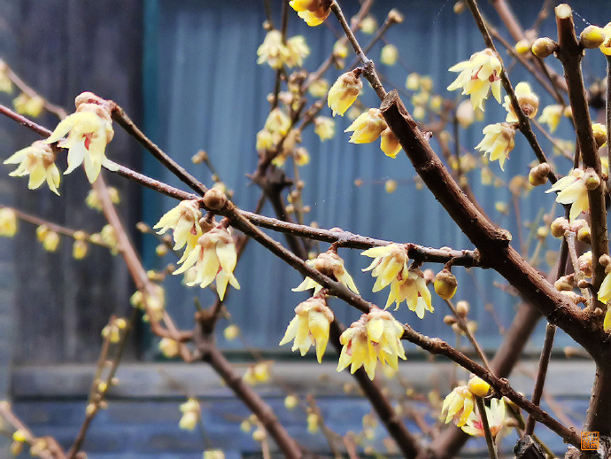 玉渊潭的梅花,大多集中在公园小西门附近的生命绿洲景区,2月25日左右